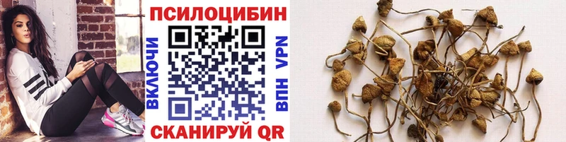 Галлюциногенные грибы Psilocybe Раменское